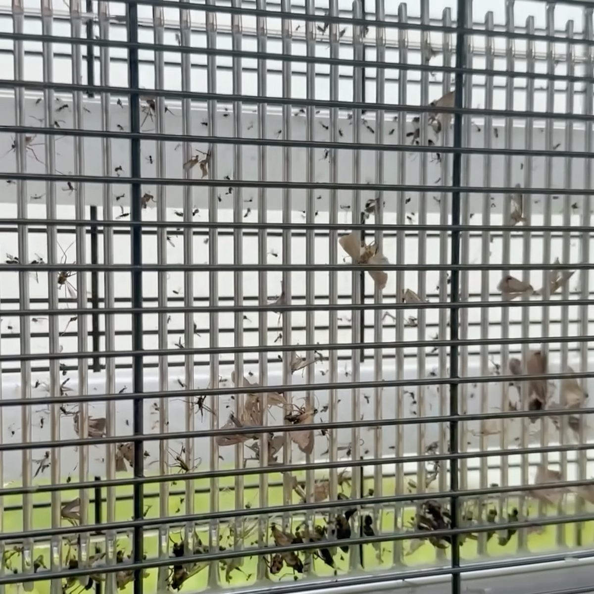 Insects caught on the zapper's wire grid after one night